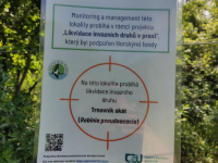 Lokalita Hradiště po likvidaci trnovníku akátu v NP Podyjí - ukázka označení lokalit