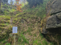 The site after the elimination of Pinus strobus in České Švýcarsko National Park
