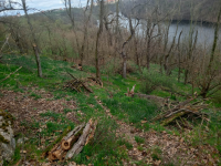 The Hradiště location after the elimination of Robinia pseudoacacia in Podyjí National Park