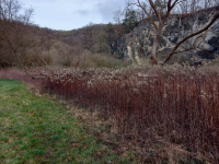 Solidago canadensis in Podyjí National Park before the elimination