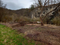 Solidago canadensis in Podyjí National Park after the elimination